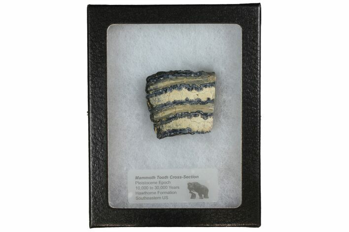 Mammoth Molar Slice With Case - South Carolina #144248